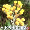 【ポイント2倍★マラソン期間】ヘリクリサム コルマ 花苗 9cmポット カラーリーフ 花の苗 グランドカバー ハンキング 送料無料 即納