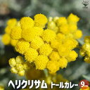 【ポイント2倍★マラソン期間】ヘリクリサム イタリカム トールカレー 花苗 9cmポット カラーリーフ 花の苗 グランドカバー ハンキング 送料無料 即納