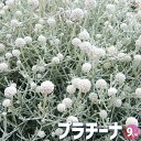 【ポイント2倍★マラソン期間】プラチーナ 花苗 9cmポット カラーリーフ ハンギング プラティーナ 花の苗 送料無料 即納