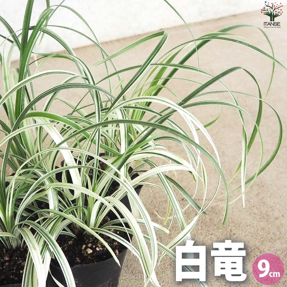 【SS期間全品10％OFF】リュウノヒゲ 白竜 ハクリュウ 花苗 9cmポット グランドカバー 竜の髭 花の苗 地..