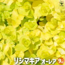 【ポイント2倍★マラソン期間】リシマキア オーレア 花苗 9cmポット 花の苗 花 苗 カラーリーフ ハンキング 地植え 鉢植え 送料無料 即納