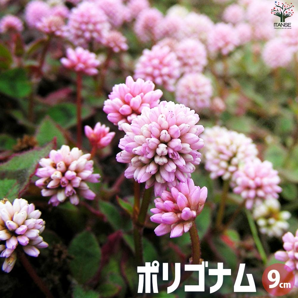 ڥݥ2ܡޥ饽֡ۥݥꥴʥ ҥĥ륽  9cmݥå ֤ 顼꡼ ɥС ϥ󥮥 ̵ ¨Ǽ