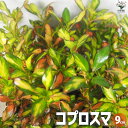 コプロスマカラーリーフ coprosma アンティーク オージープランツ シンボルツリー