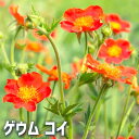 【ポイント2倍★マラソン期間】ゲウム コイ 花苗 3.5cmポット 花苗 花の苗 花 苗 ガーデニング 送料無料 即納