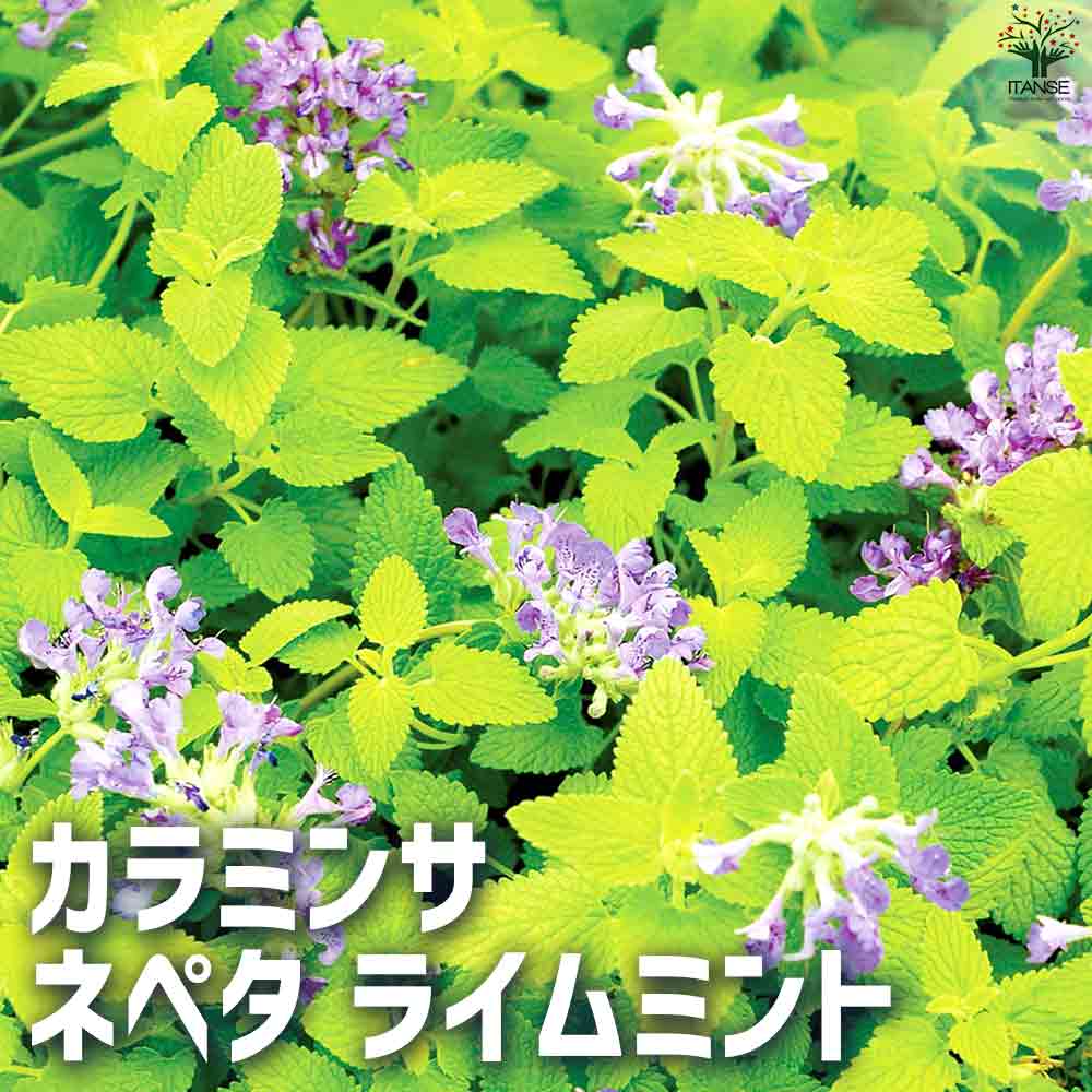 楽天市場】カラミンサ 苗の通販 楽天市場】カラミンサ 苗の通販