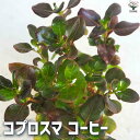 【送料無料】コプロスマ コーヒー【花苗 2.5号ポット】カラーリーフ coprosma アンティーク オージープランツ シンボルツリー