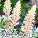 【ポイント2倍★マラソン期間】アカンサス モーリス タスマニアンエンジェル 花苗 5号ポット 花苗 花の苗 桔梗欄 キキョウラン グランドカバー 送料無料 即納