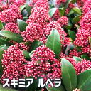 スキミア ルベラSkimmia japonica 常緑低木 ドライフラワー カラーリーフ 園芸品種