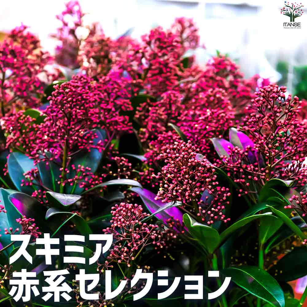 ̵ۥߥ 쥯  3ݥå Skimmia japonica  ɥ饤ե 顼꡼ ʼ ̵ ¨Ǽ