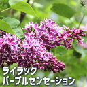 【ポイント2倍★マラソン期間】ライラック パープルセンセーション 花苗 4.5号ポット 花木 花木苗 園芸品種 観賞用 紫花 ガーデニング 送料無料 即納