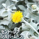 黄色の花を咲かせる、耐寒性の1年草です。細かい毛が生えたやや肉厚の葉、シルバーブルーの葉色が美しく、主にこの葉が鑑賞目的となっている品種です。初夏には黄色いふわふわした花を咲かせ、銀葉と黄色い花の美しいコントラストが楽しめます。比較的コンパクトな品種で、ハンギングや寄せ植えにしても良いでしょう。学名：Centaurea cineraria'Silver Moon'タイプ：キク科ヤグルマソウ属 半耐寒性一年草別名：矢車菊(ヤグルマギク)、セントレア開花時期：5〜7月花色：黄色草丈：40〜70cm耐寒性：強い耐暑性：高温多湿に弱い【花木・多年草・宿根草苗に関してのご案内】花木・多年草・宿根草は開花時期以外は、剪定後の花の無い葉だけの状態、または地上部の無い状態で出荷致します。落葉樹は秋から春の落葉時期は、葉が無いか葉が傷んだ状態で出荷します。そのまま植え付けて頂くと、生長時期に大きく育ち、枝数・花数が増えていきます。また、花木苗や植木苗木などは樹形を整えて枝数を増やすために、主枝の頂上部などを剪定して出荷する場合がございます。剪定は、お届け後の苗を姿良く生長させるために必要な作業として、それぞれの品種と個体に合わせて適時行っております。ご了承ください。【育て方】■日当たり・置き場所日当りと風通しが良い環境を好みます。高温多湿に弱いので、夏場は、半日陰の、風通しの良い場所で管理しましょう。■水やり鉢植えの場合は、土の表面が乾いたら、鉢底から流れ出るぐらいたっぷり与えてください。多湿にならないように注意しましょう。地植えの場合は、根付いたら基本的に必要ありません。雨が降らない日が続いたら水やりをしましょう。■肥料植付け時に、緩効性肥料などを施します。追肥は春と秋に月に1回、緩効性肥料を施します。■病害虫ほとんどありません。■花がら摘み花が終わったら、花がらをこまめに摘み取りましょう。【お読みください】植物には個体差があり、お届け時には掲載画像と異なったイメージになる場合が御座います。背丈・株張りなどは出荷タイミングや季節などで、小さくなったり大きくなったりします。植物の状態を確認し、生育に問題が無い事を確認して出荷しております。ご了承ください。【検索キーワード】カラーリーフ 草苗 草 宿根矢車菊 ヤグルマギク セントレア シルバーリーフ 矢車草 セントーレア シルバームーン ダスティーミラー 寄植え 寄せ植え 球根苗 球根 花の種 花苗 花の苗 花木 植木 庭木 ガーデニング 鑑賞 栽培 庭園菜園 ギフト プレゼント 庭 趣味 花壇 観賞用 インテリア 人気 品種 新生活 育て方 育てやすい ITANSE イタンセ 送料無料 prime プライム