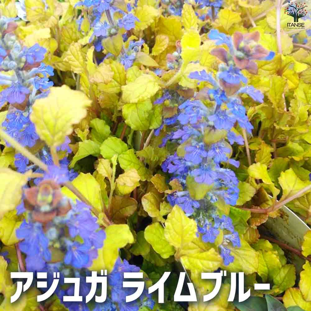 楽天市場】ユッカ ブルー(ガーデニング・農業|花・ガーデン 楽天市場】ユッカ ブルー(ガーデニング・農業|花・ガーデン