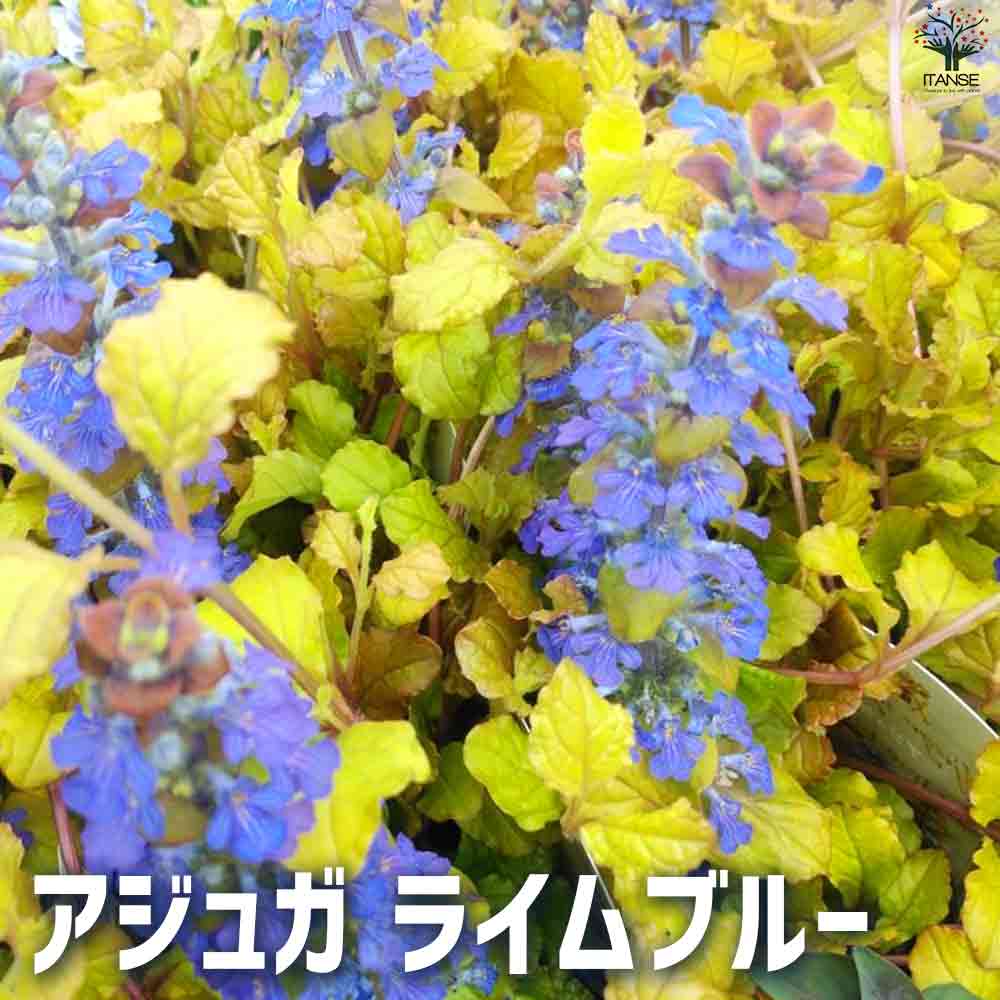 アジュガ レプタンスアユガ 西洋キランソウ 十二単 西洋十二単 Ajuga reptans Burgundy Glow ガーデニング