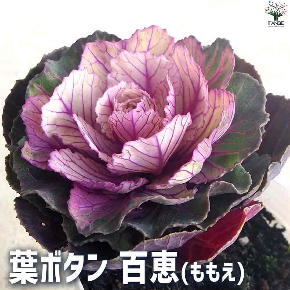【送料無料】葉ボタン 百恵 花苗 2.5号ポット ハボタンの苗 葉牡丹 葉ボタン 葉ボタンの苗 添え物 お正月 ガーデニング ギフト プレゼント 送料無料 即納