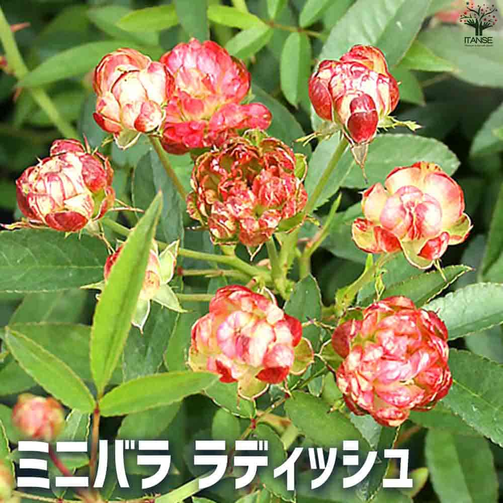 【送料無料】ミニ薔薇 ラディッシュ【花苗 3.5号ポット】バラ苗 バラの苗 薔薇苗 薔薇の苗 花苗 花の苗 ローズガーデン イングリッシュガーデン rose バラ園 フラワーガーデン