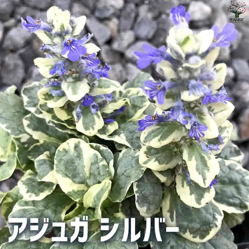 アジュガ シルバーアユガ 西洋キランソウ 十二単 西洋十二単 Ajuga reptans Burgundy Glow ガーデニング