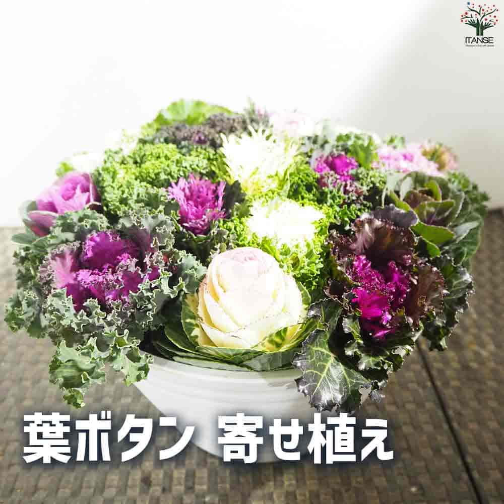葉ボタン寄せ植えハボタンの苗葉牡丹...