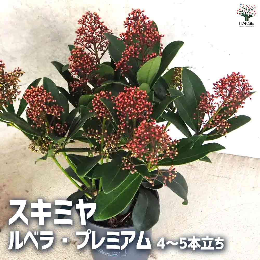 スキミヤ ルベラ・プレミアム4～5本立ち花苗 花の苗 つぼみ 観賞用 ガーデニング