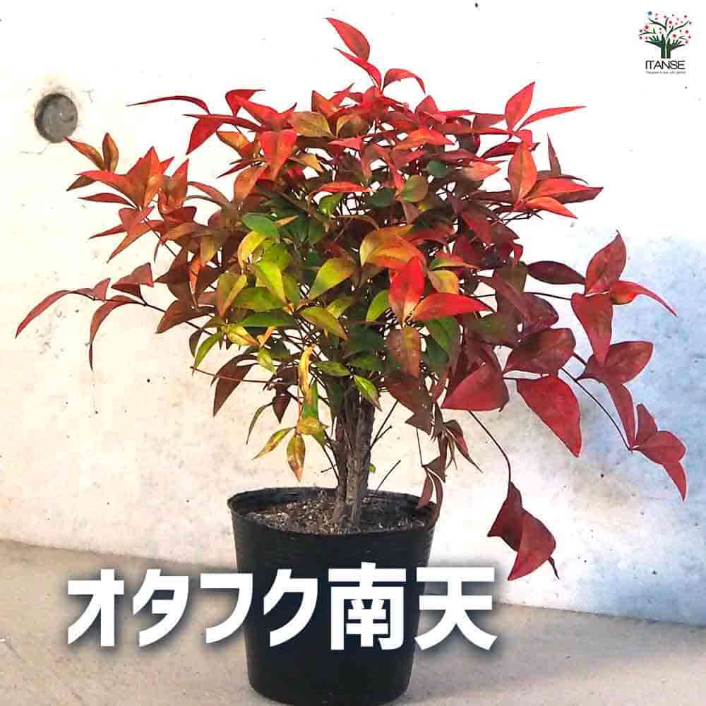 Rakuten - 【送料無料】オタフク南天 花苗 3.5号ポット 花木 花木の苗 花苗 お多福 オカメナンテン ガーデニング 送料無料 即納