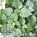 【ポイント2倍★マラソン期間】ラミウム ヘルマンズブライト 花苗 2.5号ポット 花の苗 花 苗 カラーリーフの苗 カラーリーフ 踊子草 オドリコソウ 送料無料...