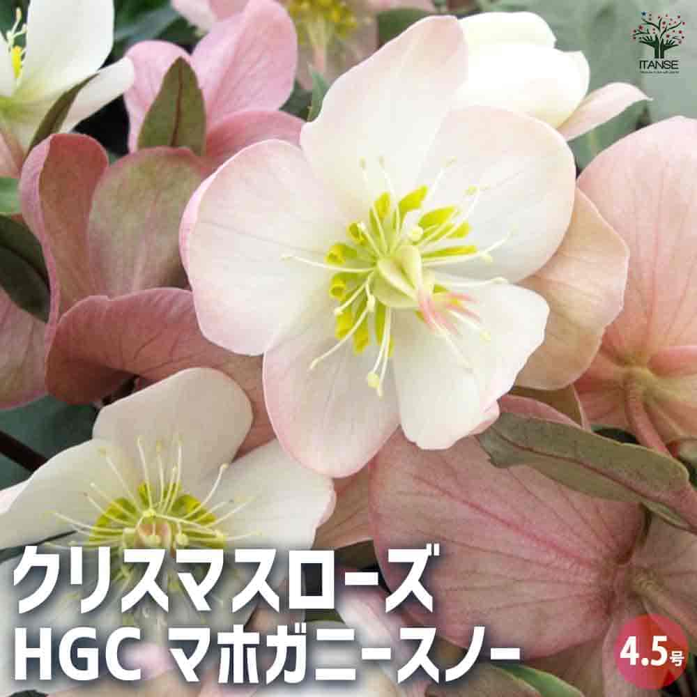 ������̵���ۥ��ꥹ�ޥ������� HGC�ޥۥ��ˡ����Ρ� ���� 4.5��ȭ ���ꥹ�ޥ��������� ����ܥ��� �إ�ܥ륹 ¿���� ���顼�꡼�� ������ ���� ���� ��...