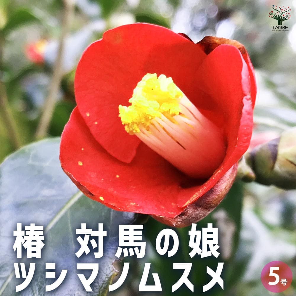 商品画像2