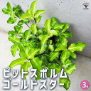 【ポイント2倍★マラソン期間】ピットスポルム ゴールドスター 花苗 3号ポット 植木 植木の苗 カラーリーフ 庭木 庭木の苗 ピットスポルム 草花 Pittos...