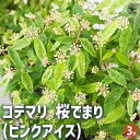【ポイント2倍★マラソン期間】コデマリ 桜でまり ( ピンクアイス ) 花苗 3号ポット 小手毬 手毬花 テマリバナ 鈴掛 スズカケ 寄せ植え 送料無料 即納