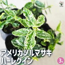 【送料無料】アメリカツルマサキ ハーレクイン 花苗 3号ポット 常緑 カラーリーフ グランドカバー 壁面 緑化 ツル性 ガーデニング 送料無料 即納