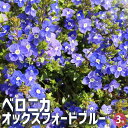 ベロニカ オックスフォードブルーVeronica longifolia Charlotte オオバコ ゴマノハグサ クワガタソー