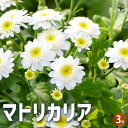 【送料無料】マトリカリア【花苗 3号ポット】小さな花 可愛い花 コンパクト ドーム状 ガーデニング