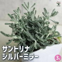 【送料無料】サントリナ シルバーミラー 花苗 3号ポット シルバーリーフ 銀葉 ハーブ 爽やかな香り ポプリ 虫よけ ガーデニング 送料無料 即納