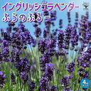 【送料無料】ふらのぶるー (ふらのブルー) ラベンダーの苗【ハーブの苗 4号鉢】ラベンダーの苗 ラベンダー苗 フレンチラベンダー ラヴェアンナ ハーブ苗 ハーブの苗 花の苗 家庭菜園 ガーデニング