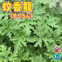 【送料無料】かころん 忌避ハーブ 蚊香龍の苗【ハーブの苗 10.5cmポット】蚊香龍 蚊香龍の苗 かころん カコロン 芳香剤 虫よけ 蚊よけ 防虫ハーブ 虫対策