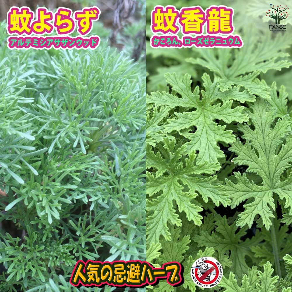 【送料無料】かころん 蚊よらず 忌避ハーブ 蚊よけハーブの苗【ハーブの苗 10.5cmポット】蚊香龍 かころん カコロン 蚊香龍の苗 蚊よらず 芳香剤 虫よけ 蚊よけ 防虫ハーブ 虫対策 蚊よらずの苗 アルテメシアの苗