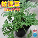 【送料無料】蚊連草（かれんそう） 蚊よけハーブの苗【ハーブの苗 10.5cm】蚊香龍 かころん カコロン 蚊香龍の苗 蚊よらず 芳香剤 虫よけ 蚊よけ 防虫ハーブ 虫対策 蚊よらずの苗 アルテメシアの苗