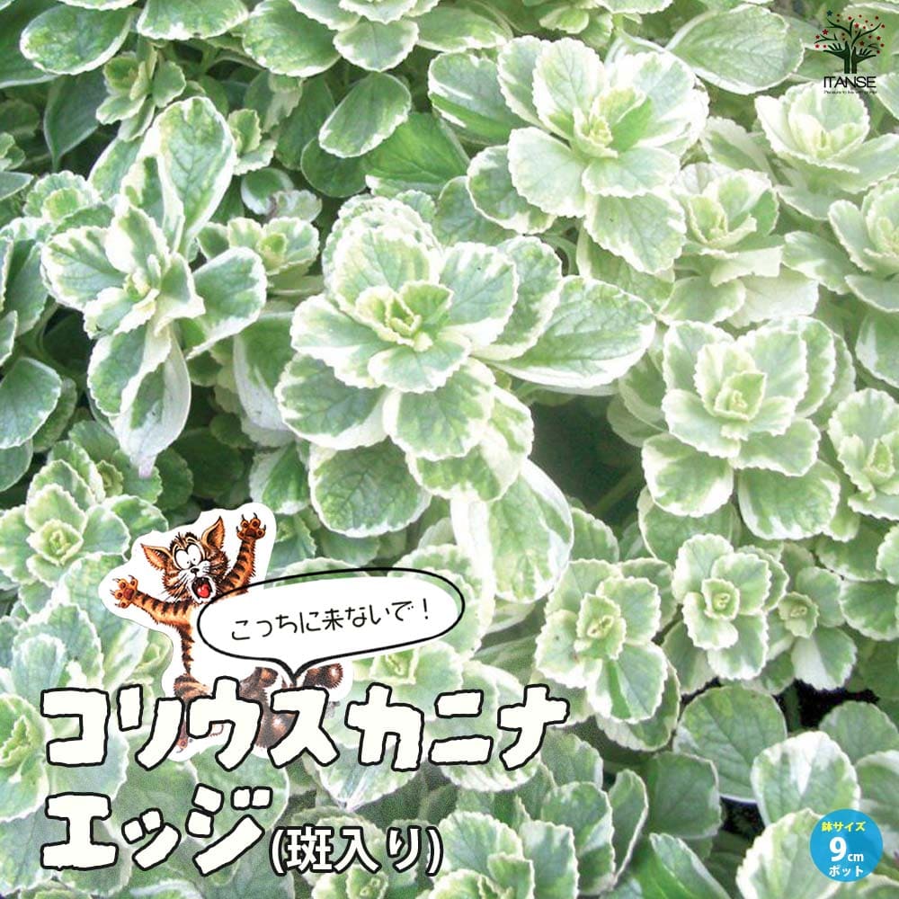 【送料無料】こっちに来ないで！コリウスカニナ・エッジ(斑入り葉)【ハーブの苗 9cmポット苗】猫よけハーブ ねこよけ ネコ対策 猫対策 忌避 コリウス カリナ ハイブリッド Coleus Canina Hybrid PVP