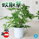 【送料無料】蚊取草(カトリソウ)(蚊連草) (センテッドゼラニウム)【ハーブの苗 4号】蚊よらず苗 蚊連草 かれんそう カレンソウ 虫除けの苗 虫除けのハーブ