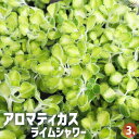【P2倍★マラソン期間中】アロマティカス ライムシャワー【ハーブの苗 3号】ハーブ ハーブ苗 アロマ 香り 虫よけ インテリア
