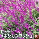 ITANSE セージ メキシカンブッシュ 3個セット ハーブの苗 9cmポット 食用ハーブ 消化 抗菌 ヤクヨウサルビア 薬用サルビア ガーデニング 送料無料 即納