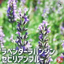 【P2倍★マラソン期間中】ラベンダー ラバンジン・セビリアンブルー 3個セット【ハーブの苗 9cmポット】ハーブの苗 herb 花苗 観賞用 花の苗 香り 観賞...