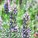 【送料無料】ラベンダー ラバンジン・セビリアンブルー 3個セット【ハーブの苗 9cmポット】ハーブの苗 herb 花苗 観賞用 花の苗 香り 観賞用 ガーデニング