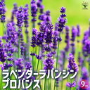 【送料無料】ラベンダー ラバンジン・プロバンス 3個セット【ハーブの苗 9cmポット】ハーブの苗 herb 花苗 観賞用 花の苗 香り 観賞用 ガーデニング