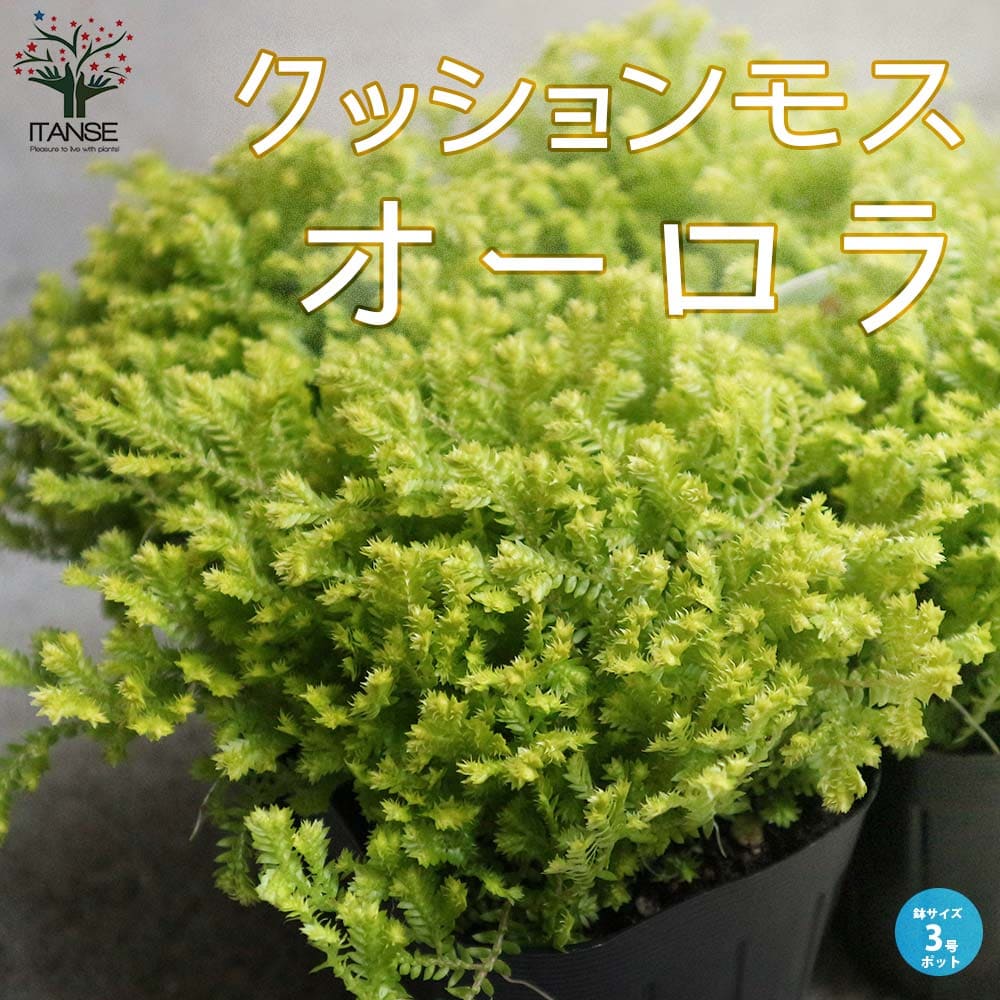 【送料無料】クッションモス(セラギネラ)・オーロラ【観葉植物 グランドカバー苗 3号ポット苗 】セイヨウイワヒバ 西洋岩桧葉 寄せ植え 常緑多年草 サニタリープランツ