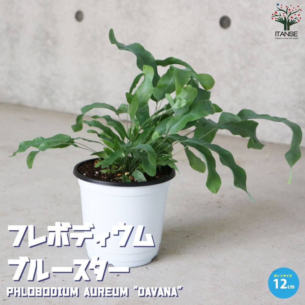 【送料無料】フレボディウム・ブルースター【観葉植物 12cmBNポット苗 ・リビングやオフィスの窓辺向きサイズ】大王裏星 ダイオウウラボシ リビング オフィス 事務所 インテリアのサムネイル