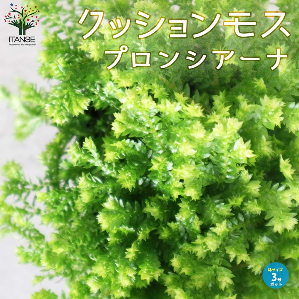 シダ 【SS期間★ポイントUP】クッションモス・プロンシアーナ【観葉植物 グランドカバー苗3号ポット苗】シダ セラギネラ セイヨーイワヒバ 西洋岩桧葉