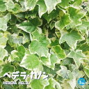 【P2倍★マラソン期間中】ヘデラ(アイビー) カノン【観葉植物 3号ポット】小さい葉がかわいい 寄せ植え素材 グランドカバーにオススメ