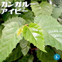【送料無料】カンガルーアイビー 観葉植物 3号ポット キッスス カンガルーバイン シッサス アンタルクティカ インテリアグリーン 送料無料 即納