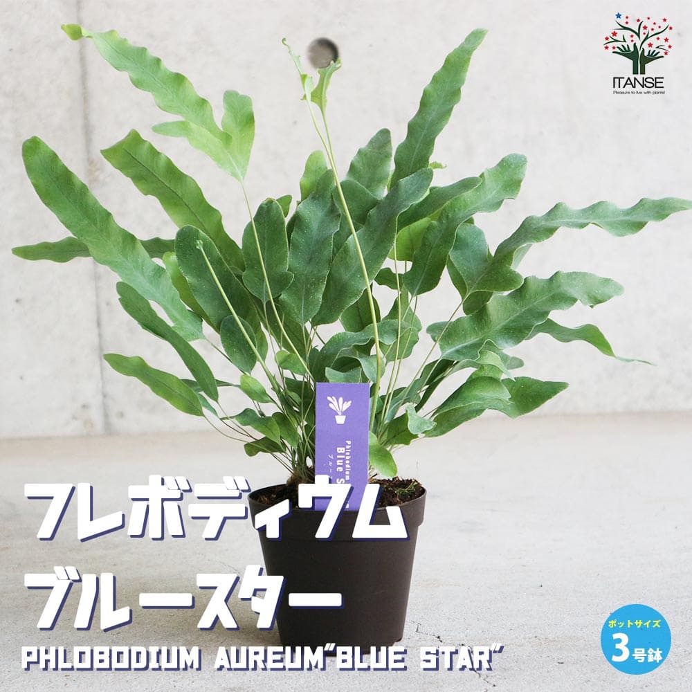 【送料無料】フレボディウム・ブルースター 【観葉植物 3号ポット リビングやオフィスの窓辺向きサイズ】大王裏星 ダイオウウラボシ リビング オフィス 事務所 インテリアのサムネイル