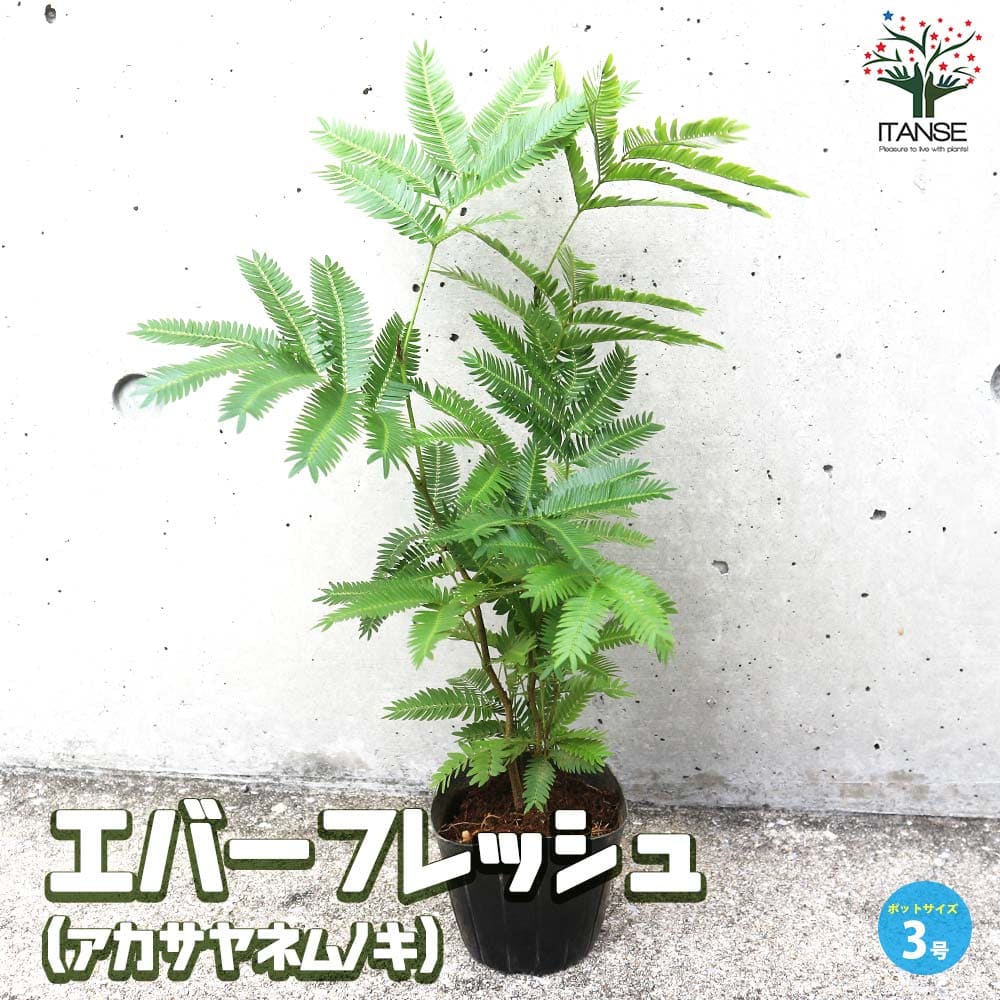 楽天市場】エバーフレッシュ(サイズ(植木鉢)~ 3号)(観葉 楽天市場】エバーフレッシュ(サイズ(植木鉢)~ 3号)(観葉